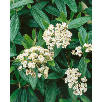 Viburnum pragense / Kalina pražská, 15-20 cm, K9
