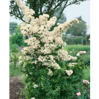 Pyracantha ´Golden Charmer´ / Hlohyně oranžová, 60-80 cm, C2