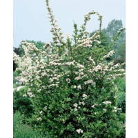 Pyracantha c. ´Red Column´ / Hlohyně červenoplodá, K9