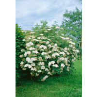 Sambucus nigra / Bez černý, 40-50 cm, C3