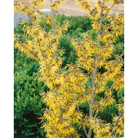 Hamamelis int. ´Arnold Promise´ / Vilín prostřední , 60-80 cm, KB