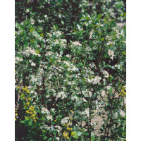 Aronia melanocarpa 'Hugin' / Temnoplodec čenoplodý, 60-80 cm, K11