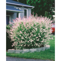 Salix integra ´Hakuro Nishiki´ / Vrba japonská, 25-30 cm, C1,5