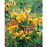 Lonicera tellmaniana / Zimolez Tellmanův, 100-20 cm, C5