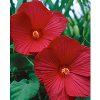 Hibiscus moscheutos ´Carousel Geant Red´ / Velkokvětý ibišek červený, C2