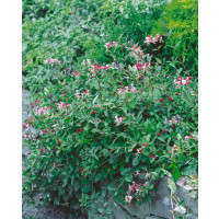 Lonicera ´Serotina´ / Zimolez, K9