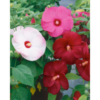 Hibiscus moscheutos / Velkokvětý ibišek směs, bal. 5 s