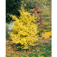 Ginkgo biloba / Jinan dvoulaločný, 30-40 cm, K12