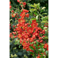 Chaenomeles japonica ´Cido´ / Kdoulovec japonský,K12