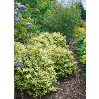 Euonymus fortunei ´Variegatus´ / Brslen Fortuneův, 15-20 cm, K9
