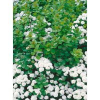 Spiraea betulifolia ´Tor´ / Tavolník břízolistý, 30-40 cm, C1,5