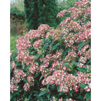 Viburnum tinus ´Eve Price´ / Kalina, 30-40 cm, C1,5