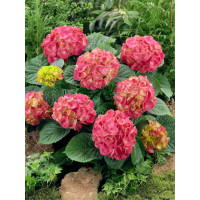 Hydrangea macrophylla 'Schöne Bautznerin' / Hortenzie velkolistá, 15-20 cm, K12