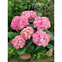Hydrangea macrophylla / Hortenzie velkolistá růžová, 20-30 cm, K9