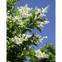 Ligustrum ovalifolium / Ptačí zob vejčitolistý, K9