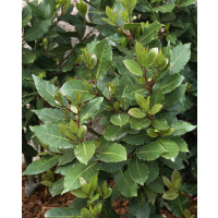 Laurus nobilis / Bobkový list / Vavřín lékařský, trs rostlin, K12