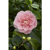 Camellia japonica ´Pink´ / Kamélie růžová, 15-20 cm, C1