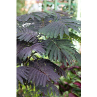 Albizia julibrissin ´Summer Chocolate´® / Albízie / Kapinice čokoládová, 80-100 cm, C2