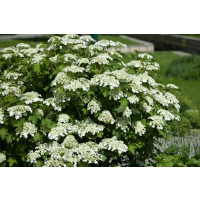 Viburnum opulus / Kalina obecná, K9