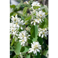 Amelanchier alnifolia ´Honeywood´ / Muchovník, 80/100 cm, K11