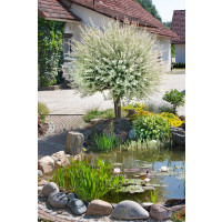 Salix integra ´Hakuro Nishiki´ / Vrba japonská, 120 cm kmínek, C5
