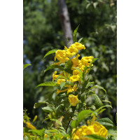 Tecoma stans / Tekoma, bal. 20 sem.