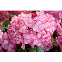 Hydrangea macrophylla 'Salsa'® / Hortenzie velkolistá, 15-20 cm, K12