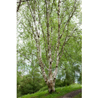 Betula utilis jacquemontii / Bříza himalájská, 200-225 cm, C12