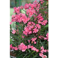 Nerium oleander ´ALSACE´ / Oleandr obecný světle růžový, 30-40 cm, C2