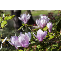 Magnolia soulangeana ´Sundew´ / Šácholan Soulangeův, C2