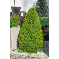Buxus sempervirens / Zimostráz obecný, 20-30 cm, C1,5