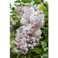 Syringa vulgaris 'Krásavica Moskvy' / Šeřík obyčejný, 20-30 cm, C2