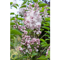 Syringa vulgaris 'Krásavica Moskvy' / Šeřík obyčejný, 20-30 cm, C2