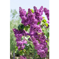 Syringa vulgaris 'Victor Lemoine' / Šeřík obyčejný, 30-50 cm, C3