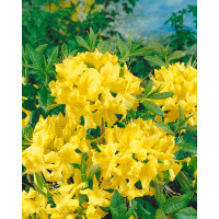 Rhododendron (AK) ´Anneke´ / Pěnišník/ Rododendron, 40-60 cm, C3