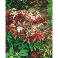 Pieris japonica ´Mountain Fire´ / Pieris japonský, 15-20 cm, K13