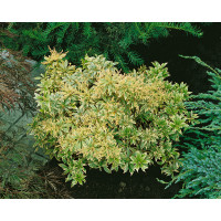 Pieris japonica ´Variegata´ / Pieris japonský, 15-20 cm, K13
