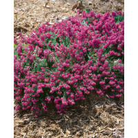 Erica carnea ´Myretoun Ruby´ / Vřesovec pleťový, 15-20 cm, C2