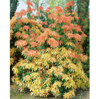 Pieris japonica ´Forest Flame´ / Pieris japonský, 20-25 cm, C2
