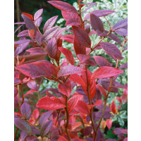 Vaccinium corymb. ´Bluecrop´ / Kanadská borůvka, 30-40 cm, K11