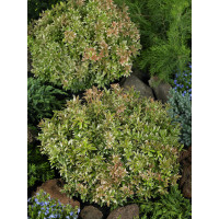 Pieris japonica ´Little Heath´ / Pieris japonský, 20-25 cm, C2