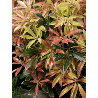 Pieris japonica ´Flaming Silver´ / Pieris japonský, 30-40 cm, C2