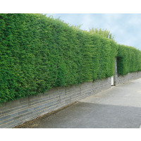 Taxus baccata / Tis červený, 10-20 cm, K9