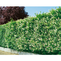 Ligustrum ovalifolium / Ptačí zob vejčitolistý, bal. 10 ks VK na živý plot, 80-100 cm, (3-5 výh.)