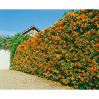 Pyracantha coccinea / Hlohyně šarlatová, bal. 10 ks K9 na živý plot