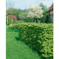 Carpinus betulus / Habr obecný, bal. 10 ks VK na živý plot