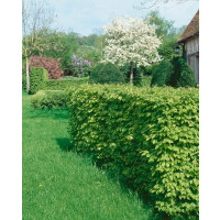 Carpinus betulus / Habr obecný, 40-60 cm, K9