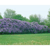 Syringa vulgaris / Šeřík obecný, bal. 10 ks VK na živý plot