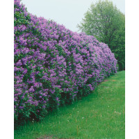 Syringa vulgaris / Šeřík obecný, bal. 10 ks VK na živý plot, 40-60 cm