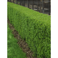 Ligustrum vulgare / Ptačí zob obecný, bal. 10 ks VK na živý plot